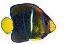 kalastaa animoituja-kuvia-gif